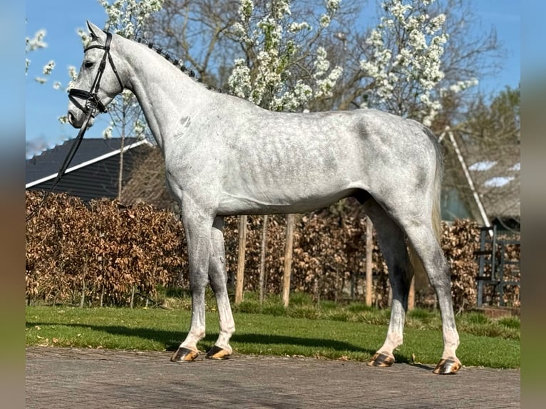 Oldenburg Castrone 5 Anni 171 cm Grigio in Zieuwent