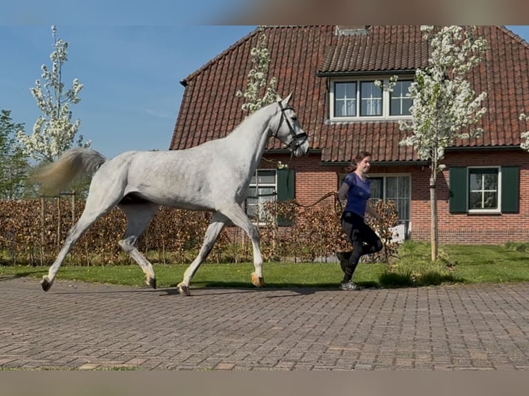 Oldenburg Castrone 5 Anni 171 cm Grigio in Zieuwent