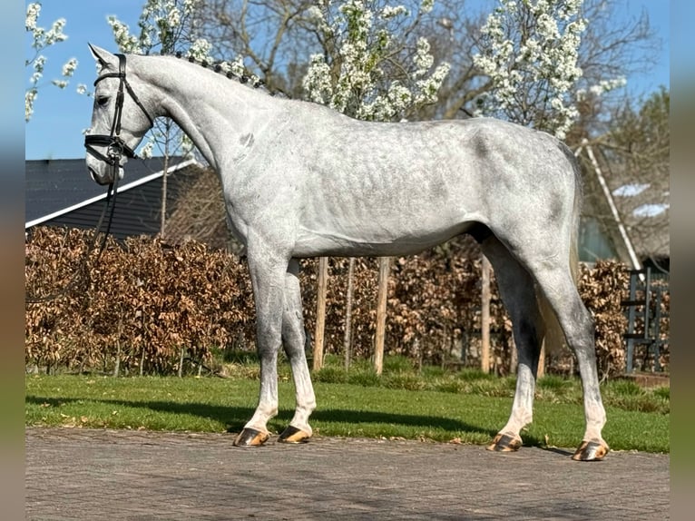 Oldenburg Castrone 5 Anni 171 cm Grigio in Zieuwent