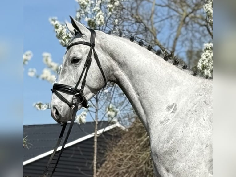 Oldenburg Castrone 5 Anni 171 cm Grigio in Zieuwent