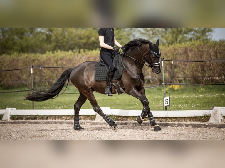 Oldenburg Castrone 5 Anni 171 cm Morello in Bretnig-Hauswalde