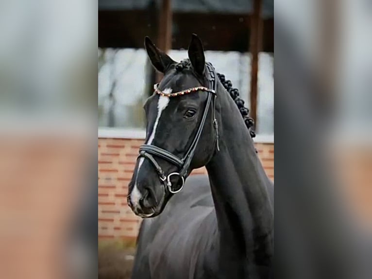 Oldenburg Castrone 5 Anni 171 cm Morello in Münster