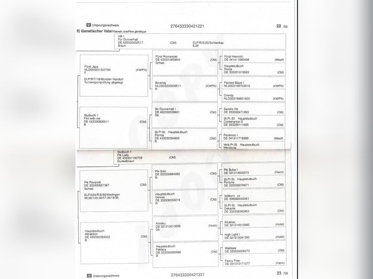 Oldenburg Castrone 5 Anni 172 cm Baio in Dohren