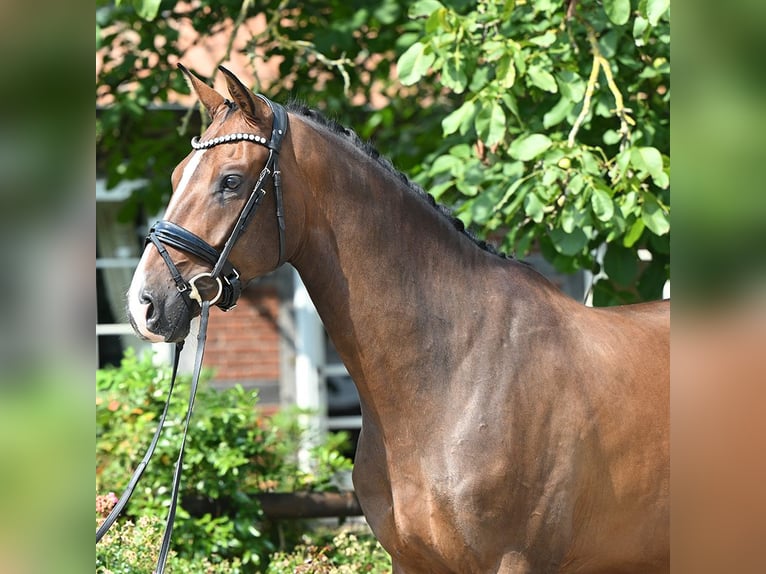 Oldenburg Castrone 5 Anni 172 cm Baio in Bad Bevensen