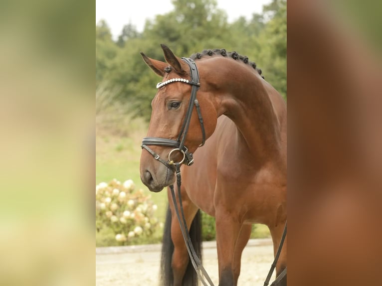 Oldenburg Castrone 5 Anni 172 cm Baio in Warendorf