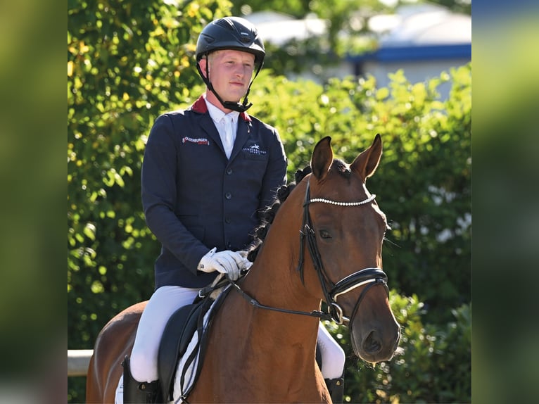 Oldenburg Castrone 5 Anni 172 cm Baio in Vechta