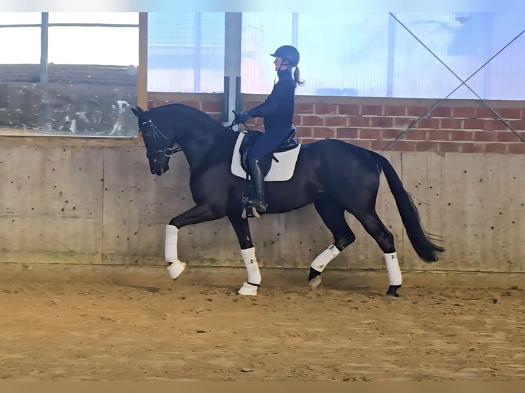 Oldenburg Castrone 5 Anni 172 cm Morello in Warendorf