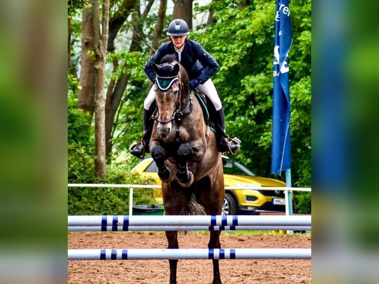 Oldenburg Castrone 5 Anni 172 cm Può diventare grigio in Halle