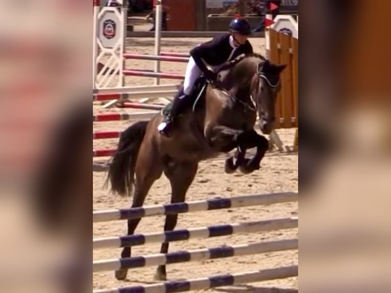 Oldenburg Castrone 5 Anni 172 cm Può diventare grigio in Sangerhausen