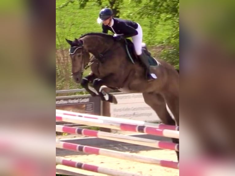 Oldenburg Castrone 5 Anni 172 cm Può diventare grigio in Sangerhausen