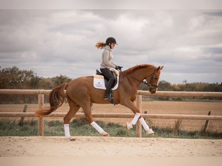 Oldenburg Castrone 5 Anni 172 cm Sauro in montbrison
