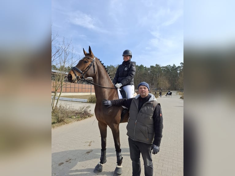 Oldenburg Castrone 5 Anni 173 cm Baio in Redefin