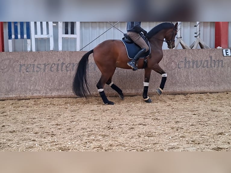 Oldenburg Castrone 5 Anni 173 cm Baio in Schwalmstadt