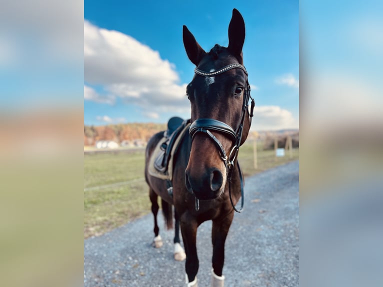 Oldenburg Castrone 5 Anni 173 cm Baio scuro in Hitzendorf