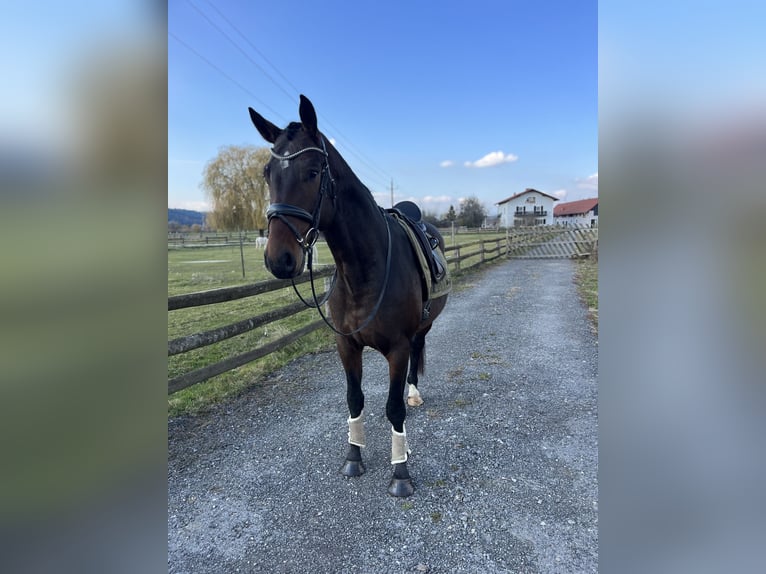 Oldenburg Castrone 5 Anni 173 cm Baio scuro in Hitzendorf