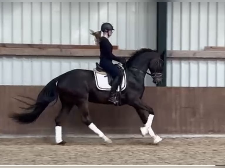 Oldenburg Castrone 5 Anni 173 cm Baio scuro in Westerstede