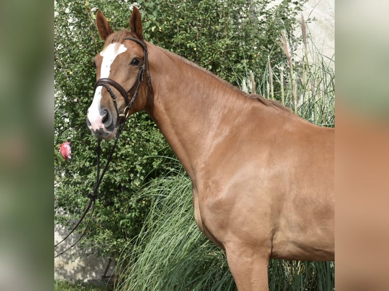 Oldenburg Castrone 5 Anni 173 cm Sauro in Klötze