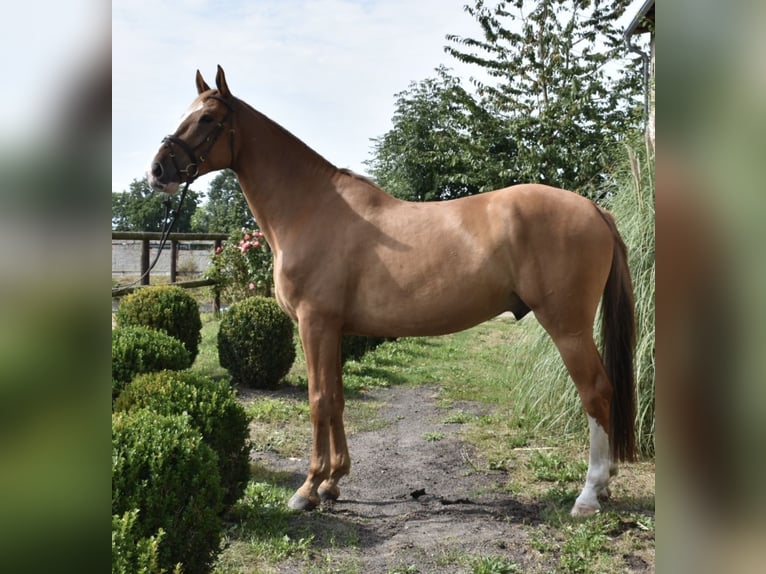 Oldenburg Castrone 5 Anni 173 cm Sauro in Klötze