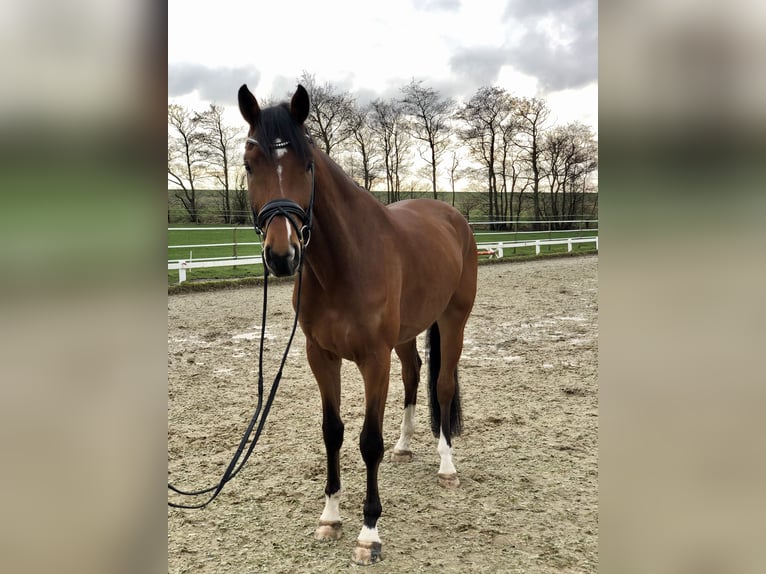 Oldenburg Castrone 5 Anni 174 cm Baio in Südermarsch