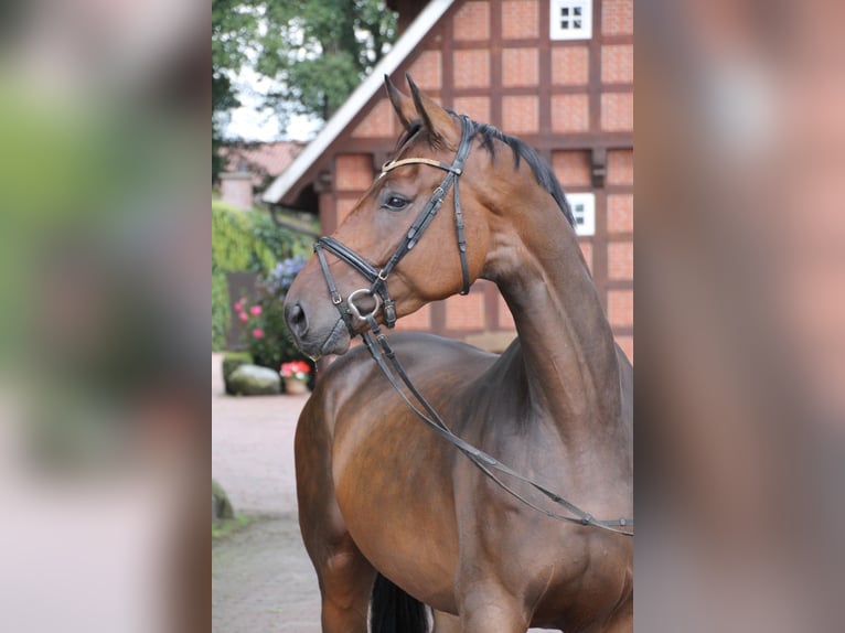 Oldenburg Castrone 5 Anni 174 cm Baio in Osnabr&#xFC;ck