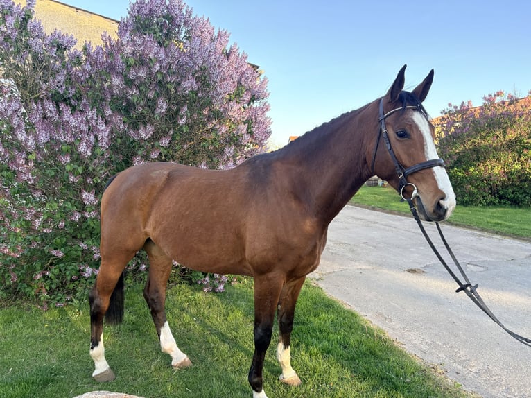 Oldenburg Castrone 5 Anni 174 cm Baio in Groß Schierstedt