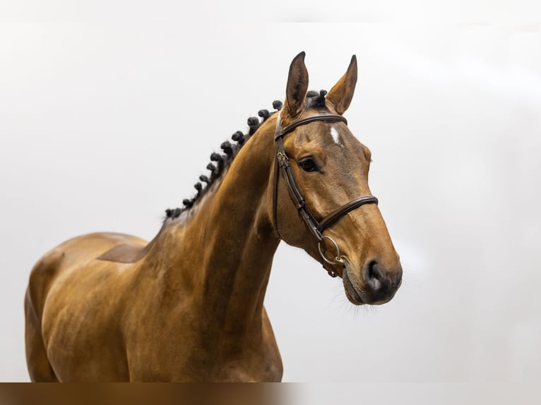 Oldenburg Castrone 5 Anni 174 cm Baio in Waddinxveen