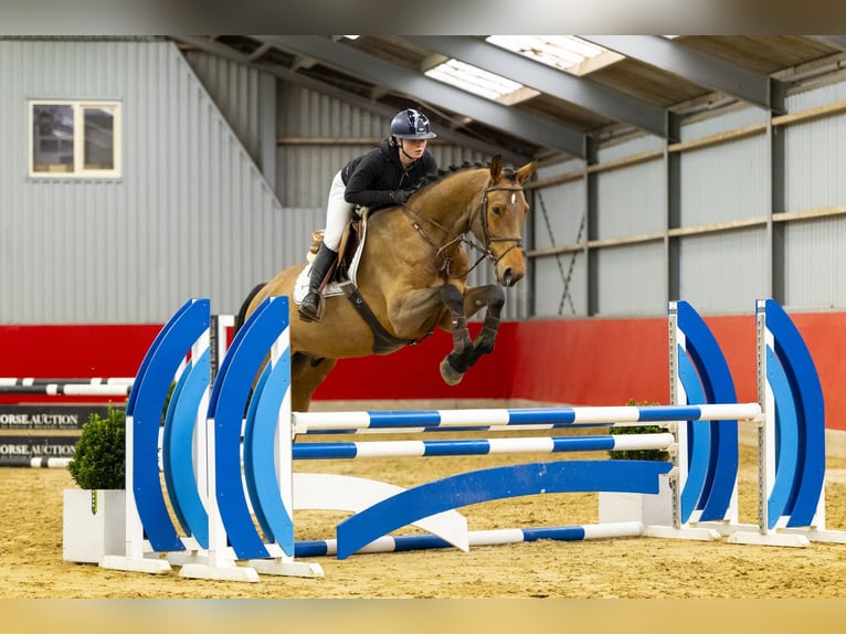 Oldenburg Castrone 5 Anni 174 cm Baio in Waddinxveen