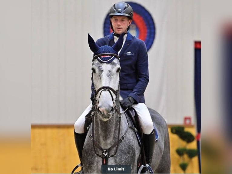 Oldenburg Castrone 5 Anni 174 cm Grigio in Vechta