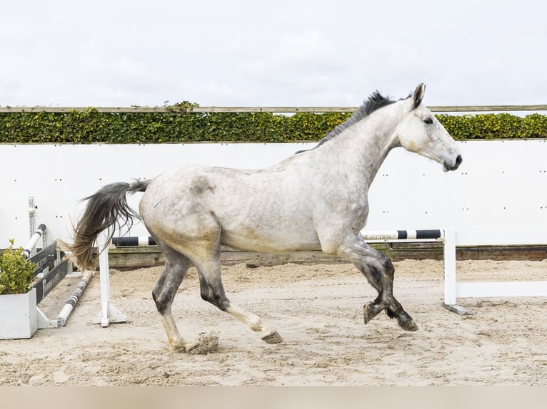 Oldenburg Castrone 5 Anni 174 cm Grigio in Waddinxveen