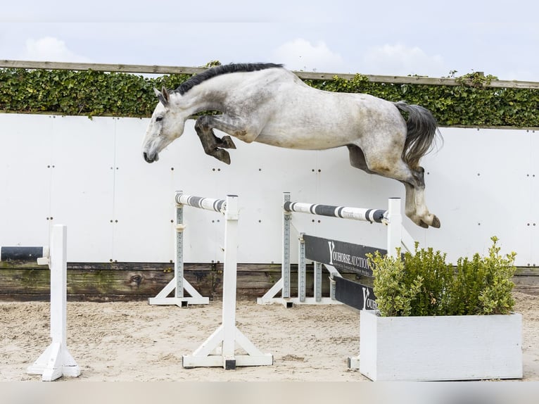 Oldenburg Castrone 5 Anni 174 cm Grigio in Waddinxveen