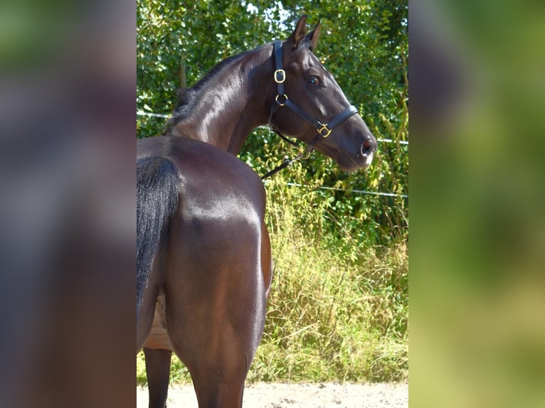 Oldenburg Castrone 5 Anni 174 cm Morello in Ringgau