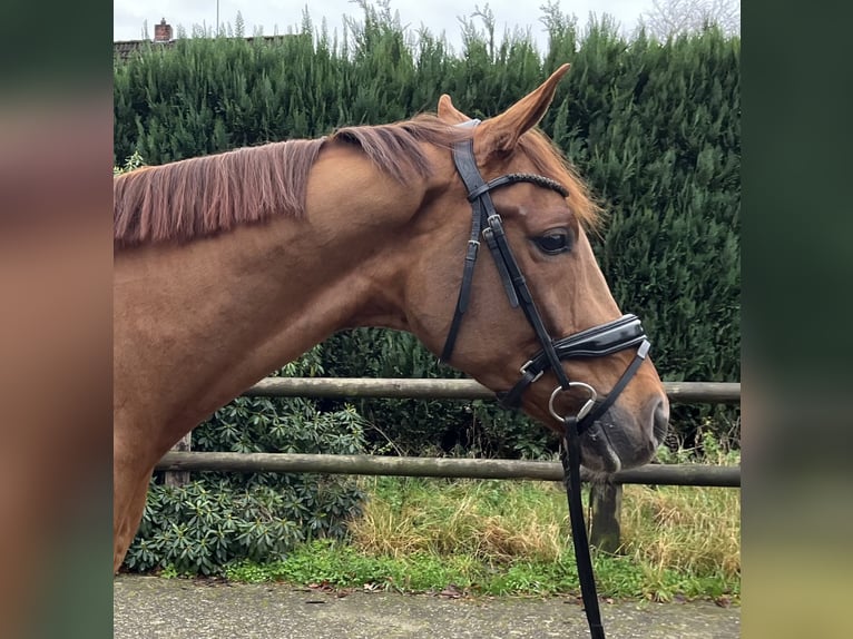 Oldenburg Castrone 5 Anni 174 cm Sauro in Dinklage