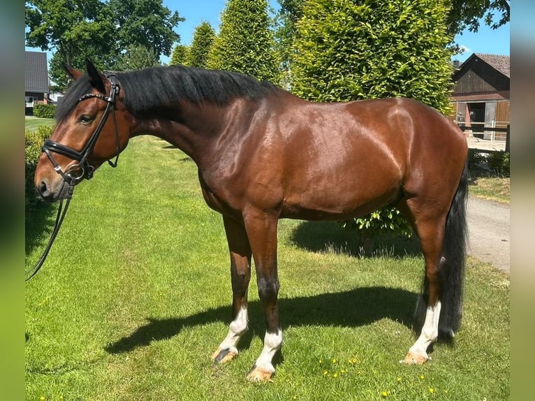 Oldenburg Castrone 5 Anni 175 cm Baio in Lembruch