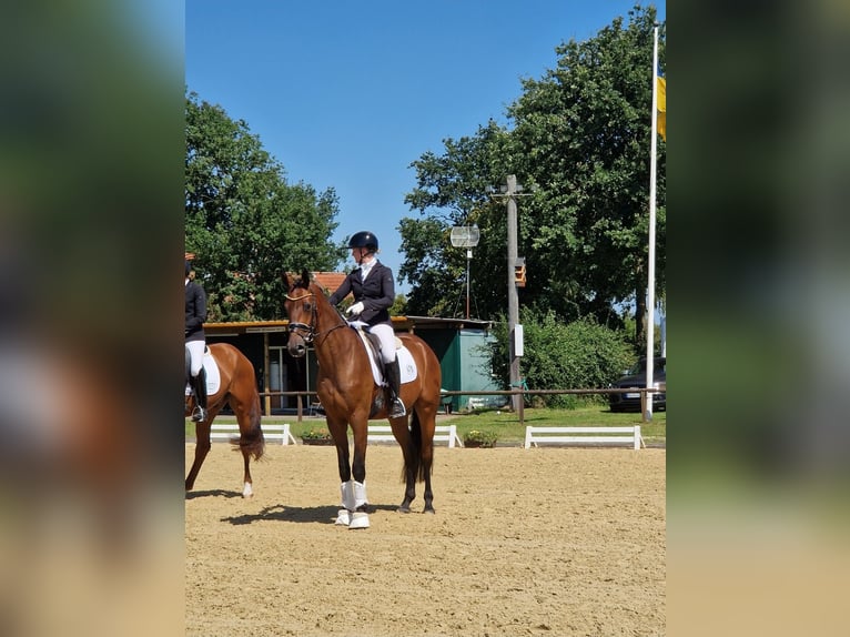 Oldenburg Castrone 5 Anni 175 cm Baio in Walsrode