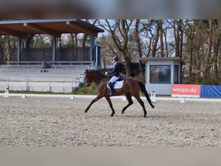 Oldenburg Castrone 5 Anni 175 cm Baio in Walsrode