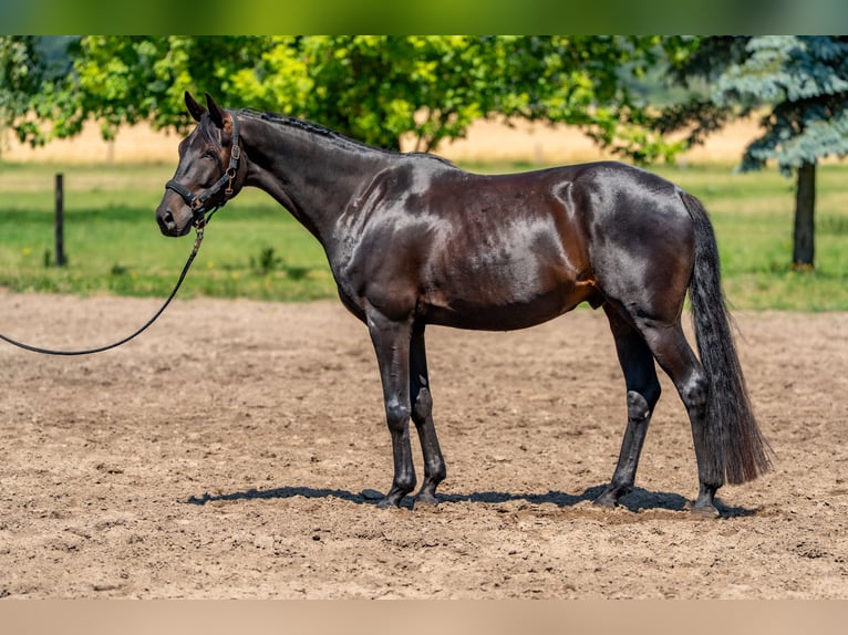 Oldenburg Castrone 5 Anni 175 cm Baio nero in Dallgow-D&#xF6;beritz