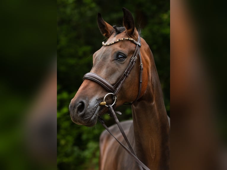 Oldenburg Castrone 5 Anni 175 cm Baio scuro in Siegen