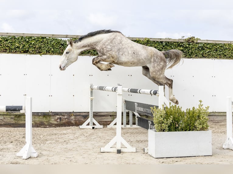 Oldenburg Castrone 5 Anni 175 cm Grigio in Waddinxveen