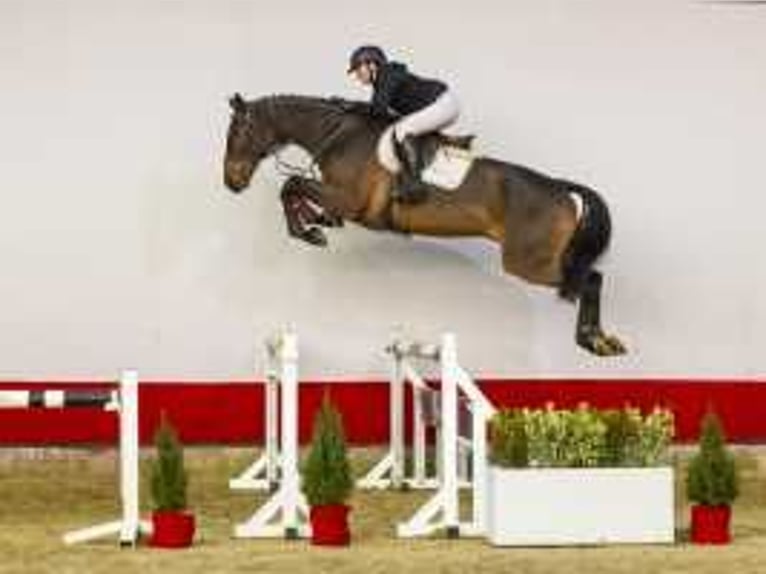 Oldenburg Castrone 5 Anni 176 cm Baio in Waddinxveen