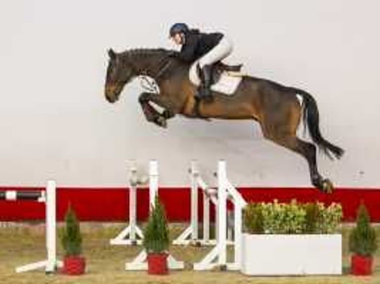 Oldenburg Castrone 5 Anni 176 cm Baio in Waddinxveen