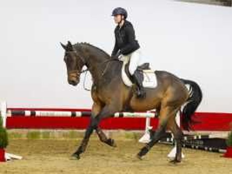 Oldenburg Castrone 5 Anni 176 cm Baio in Waddinxveen