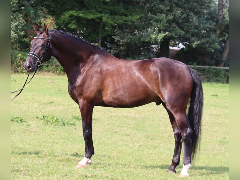 Oldenburg Castrone 5 Anni 176 cm Baio nero in Lohne (Oldenburg)