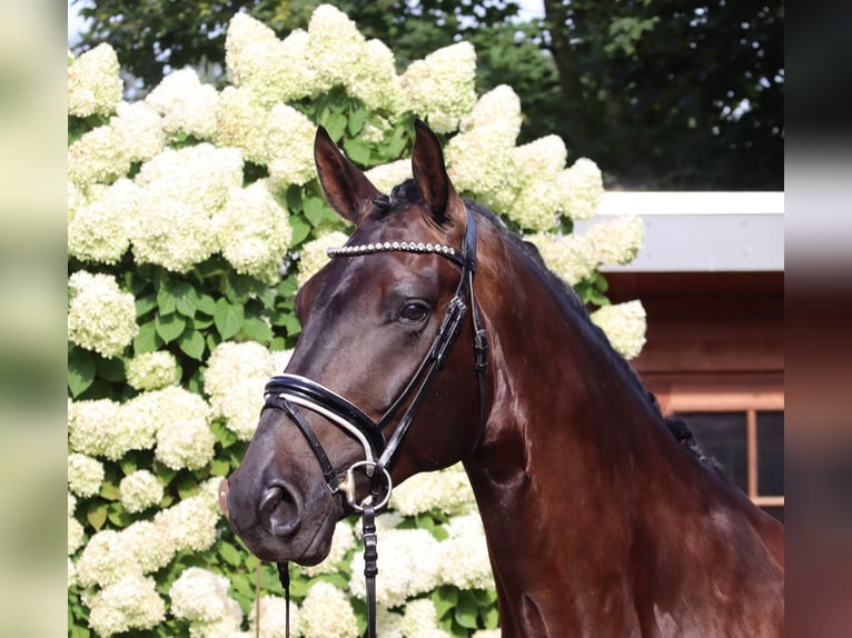 Oldenburg Castrone 5 Anni 176 cm Baio nero in Lohne (Oldenburg)