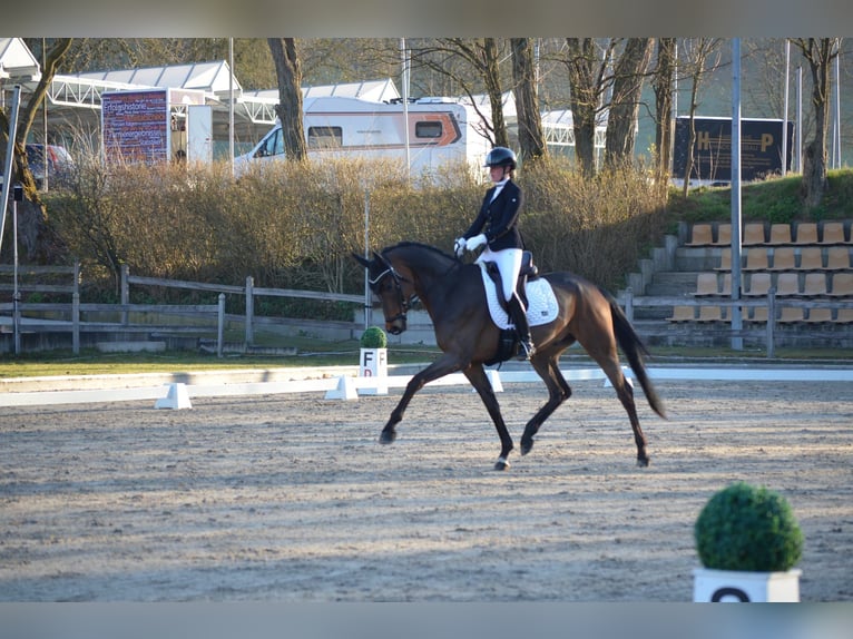 Oldenburg Castrone 5 Anni 176 cm Baio scuro in Siegen