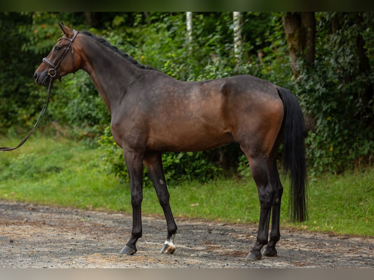 Oldenburg Castrone 5 Anni 176 cm Baio scuro in Siegen