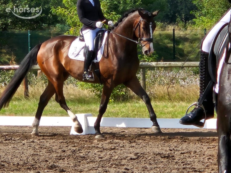 Oldenburg Castrone 5 Anni 177 cm Baio in Ottersberg