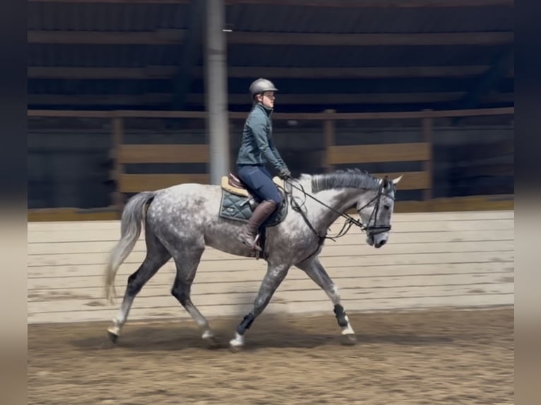 Oldenburg Castrone 5 Anni 177 cm Grigio pezzato in Pelmberg