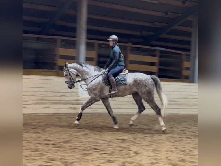 Oldenburg Castrone 5 Anni 177 cm Grigio pezzato in Pelmberg