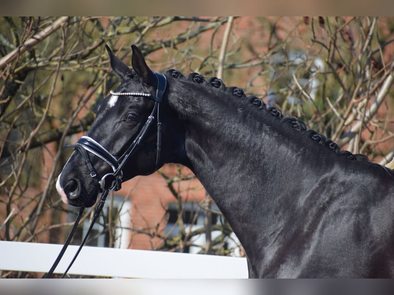 Oldenburg Castrone 5 Anni 177 cm Morello in Dätgen