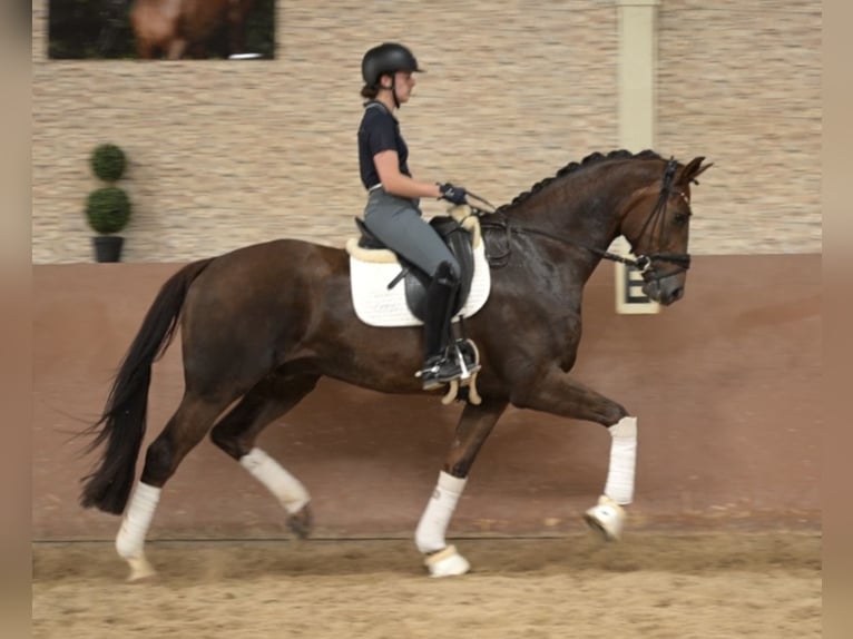 Oldenburg Castrone 5 Anni 177 cm Sauro scuro in Wehringen